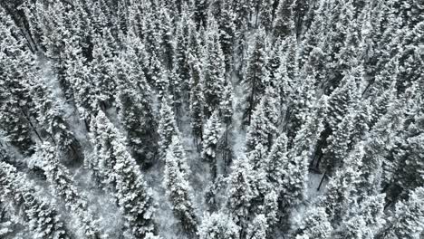 Drone-flying-slowly-over-a-snow-covered-forest