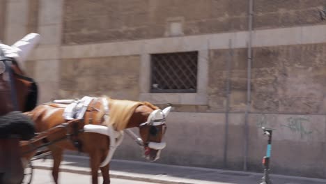 CLOSE-UP-shot-of-horses-in-Palermo-city-center-Italy