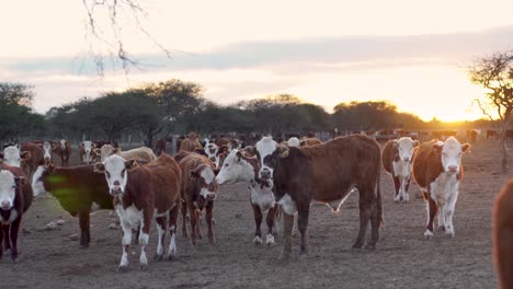 Rebaño-De-Vacas-Pastando-En-Un-Campo-Al-Atardecer-En-Cámara-Lenta,-Tranquila-Escena-Rural