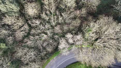 Guernsey-Vals-de-Terres-a-flight-down-the-beautiful-wooded-road-from-St-Martins-to-St-Peter-Port-famous-for-hill-climbs-on-bright-winter-day-ending-at-Havelet-Bay