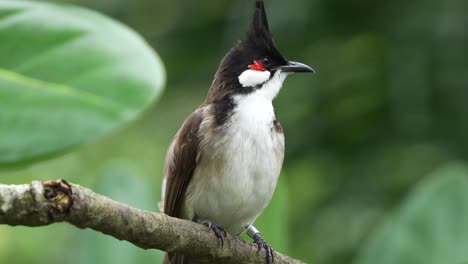 Cute-red-whiskered-bulbul,-pycnonotus-jocosus-with-red-cheek,-perched-on-tree-branch-in-its-natural-habitat,-curiously-looking-and-wondering-around-its-surrounding-environment,-close-up-shot