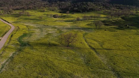 Vuelo-Orbital-Con-Drone-Sobre-Un-árbol-Sin-Hojas-En-Un-Campo-Lleno-De-Flores-Amarillas-Y-Blancas-Vemos-A-Una-Persona-Hay-Un-Camino-Y-Un-Fondo-De-Bosque-De-Robles-Al-Atardecer-En-ávila-España