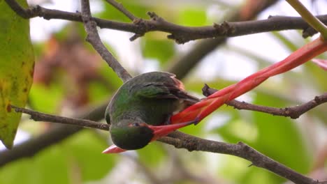 Green-grey-long-orange-beak-hummingbird-up-close-on-tree-branch-Colombia
