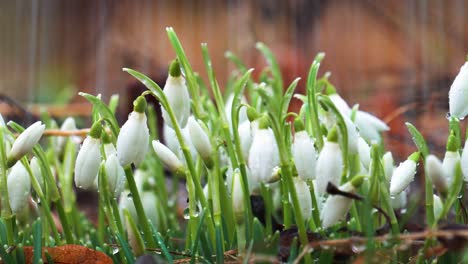 Close-up-static-shot-of-snowdrop-with-bell-shape-flower-during-rainy-weather