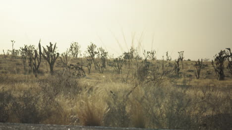 Schwenk-über-Wüstenumgebung-Mit-Grasbewachsenen-Schilf-Am-Straßenrand-Und-Mojave-Schutzgebiet-Joshua-Tree-Forest-Trockene-Vegetation-Kalifornien-Amerika