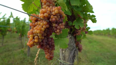 Uvas-Que-Crecen-En-Los-Viñedos-De-Las-Afueras-De-Ribeauvillé.