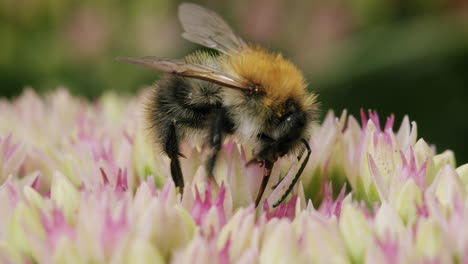 Abeja-Con-Probóscide-Buscando-Néctar-En-Flores-De-Cultivo-De-Piedra-En-Un-Día-Soleado-En-Verano-En-El-Jardín-Del-Parque