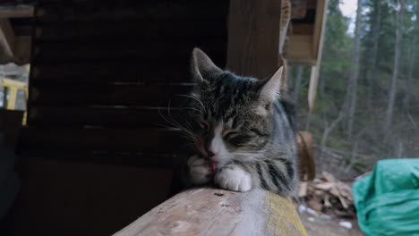 Tabby-Cat-Grooming-Itself-Licking-Paws-on-Window-Sill-of-Log-Cabin