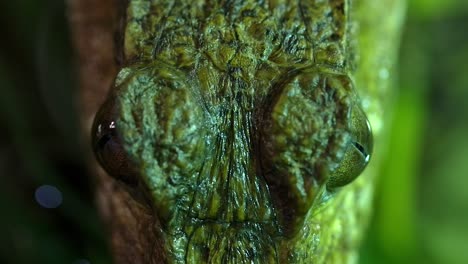 caiman-macro-overhead-as-it-waits-in-pond