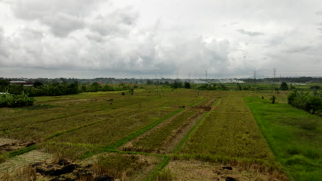 Rice-fields-in-Indonesian-countryside,-Bali
