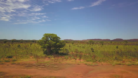 Boab-árbol-Australiano-Occidental-Interior-Kimberley-Paisaje-Zumbido-Aéreo-Looma-Camballin-Tierra-Aborigen-Estación-Húmeda-Territorio-Del-Norte-Colinas-Lejanas-Debajo-Broome-Darwin-Fitzroy-Cruce-Círculo-Izquierda