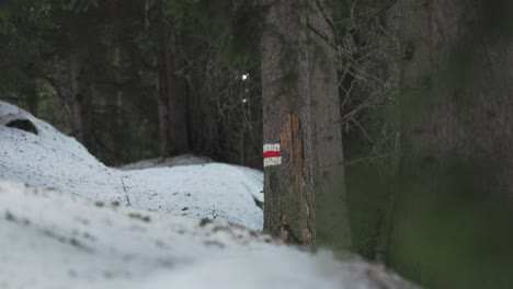 View-of-a-hiking-sign-in-a-snowy-forest