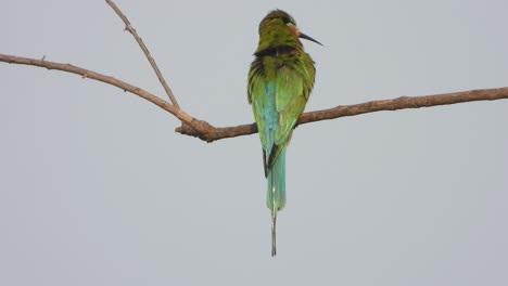 Bee-eater-waiting-for-food---hunt-