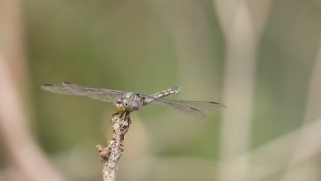 Dragonfly-in-wind---eyes-.wings-
