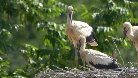 Close-up-of-wild-stork-family-enjoying-sun-in-nest-between-green-leaves-in-summer