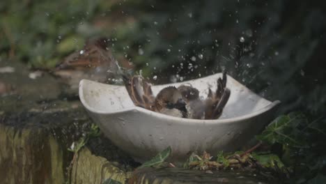 Wide-shot-of-two-house-sparrows-in-a-garden-in-the-daytime,-one-in-a-bird-bath-swishing-in-the-water-in-slow-motion