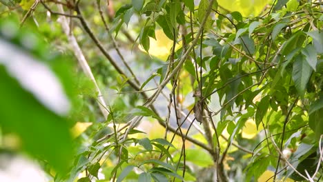 Farbenfroher-Kleiner-Gelbschnabel-Tyrannenvogel,-Der-Auf-Einem-Kleinen-Ast-In-Einem-Dichten-Wald-Thront,-Bevor-Er-Davonfliegt