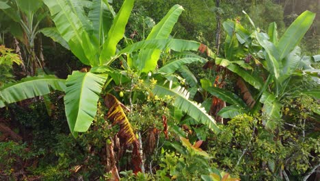 Dichter-Tropischer-Dschungelwald-Fauna-Südamerika-Einheimische-Pflanzen-Luft