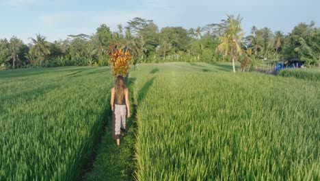 Slow-Motion-Drone-Shot-Following-barefoot-woman-walking-through-rice-paddies-in-Ubud-Bali-Indonesia-at-Sunrise