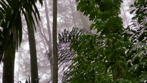 Lluvia-En-El-Bosque-De-Niebla