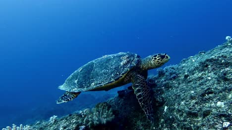 Hawksbill-sea-turtle-swims-in-blue-water-by-stony-seafloor,-close-view