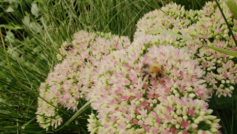 Handheld-Biene-Auf-Der-Suche-Nach-Nektar-Auf-Fetthenne-Blume-An-Einem-Sonnigen-Tag-Im-Sommer-Im-Park-Garten
