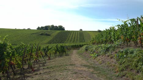 Weinberge-In-Der-Nähe-Der-Kirche-Im-Dorf-Hunawihr