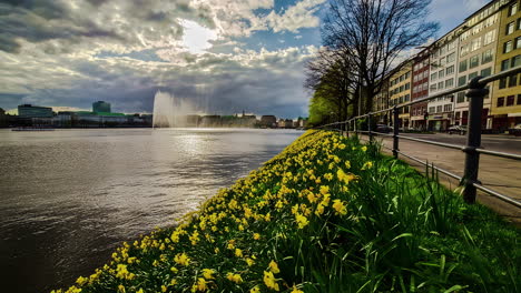 Time-lapse-of-yellow-flowers-by-lake-Binnenalster,-spring-day-in-Hamburg,-Germany