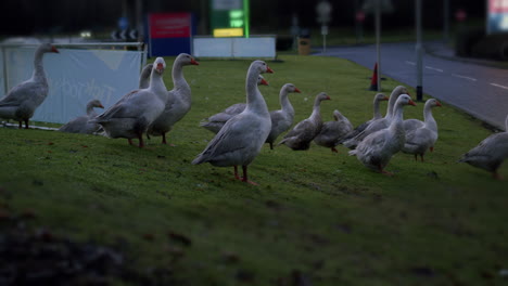 Schar-Gänse-Auf-Gras-In-Der-Nähe-Einer-Tankstelle