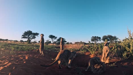 Nahaufnahme-Von-Erdmännchen,-Die-Aufrecht-In-Ihrem-Bau-In-Der-Kalahari-Stehen