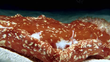 Close-up-of-clown-shrimp-swimming-around-Spanish-dancer-slug-on-seabed