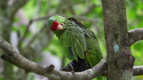 Exotische-Rotscheitelamazone,-Amazona-Viridigenalis,-Thront-Auf-Einem-Ast-Und-Putzt-Und-Pflegt-Seine-Flügelfedern,-Eine-Aufgrund-Der-Zerstörung-Ihres-Lebensraums-Und-Des-Illegalen-Handels-Mit-Haustieren-Vom-Aussterben-Bedrohte-Vogelart,-Nahaufnahme