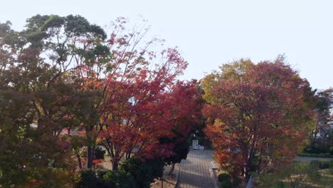 Árboles-De-Otoño-En-El-Parque-Con-Paisaje-Urbano-A-Lo-Lejos,-Luz-Cálida.