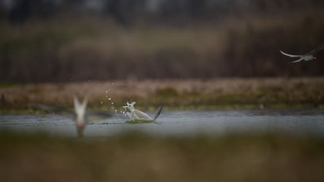 The-River-terns-Hunting-Fish-in-River-side