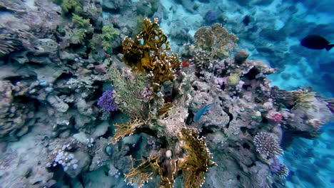 POV-Aufnahme-Mit-Blick-Auf-Fische-Und-Das-Wunderschöne-Korallenriff-Auf-Dem-Grund-Des-Roten-Meeres