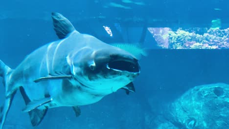 Bagre-Gigante-Del-Mekong-Desdentado-Nadando-En-El-Tanque-Del-Acuario-De-Cerca