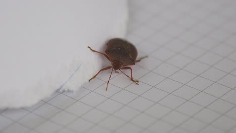 Stink-Bug-crawling-on-white-piece-of-paper,-close-up-shot