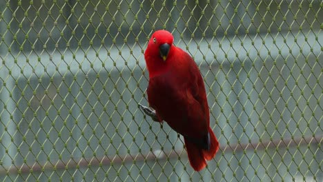 Exotic-female-moluccan-eclectus,-eclectus-roratus-with-vibrant-red-plumage,-perching-on-the-side-of-the-fence,-wondering-around-the-surroundings,-close-up-shot-of-a-parrot-bird-species