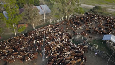 A-dense-herd-of-cattle-in-a-pen-at-a-rural-farm,-early-morning-light,-aerial-view