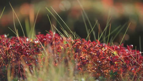 Bright-red-leaves-on-the-blueberry-shrubs-and-thin-grasses-in-the-autumn-tundra