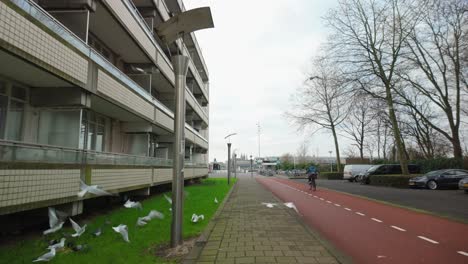 Gaviotas-Volando-Alrededor-Del-Carril-Bici-En-La-Zona-Residencial-Vogelbuurt-Amsterdam-Noord