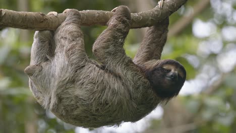 Arboreal-three-fingered-hairy-Sloth-casually-hangs-from-rainforest-tree-Costa-Rica