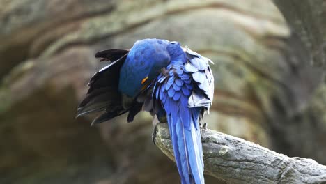 Exotische-Hyazinth-Ara,-Anodorhynchus-Hyacinthinus-Thront-Oben,-Putzt-Und-Pflegt-Seine-Flügelfedern,-Schüttelt-Und-Plustert-Sein-Auffälliges-Blaues-Gefieder-Auf,-Eine-Gefährdete-Vogelart
