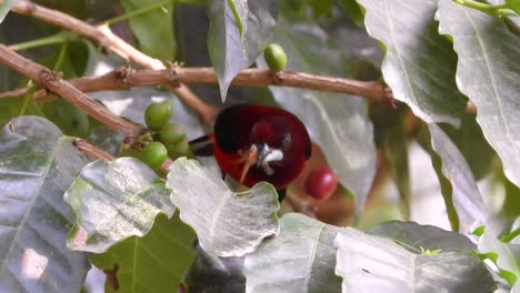 Rotrückentangare-Mit-Langem-Rücken-Pickt-Auf-Insekten-Mit-Früchten-Auf-Zweigen