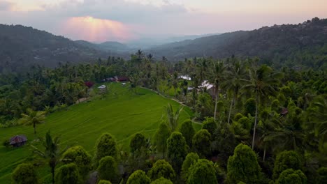 Aerial-view-of-a-lush-tropical-landscape-at-sunrise-with-rice-terraces,-palm-trees,-and-traditional-buildings