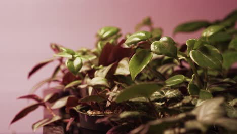 A-close-up-shot-of-a-plant-leaf-under-a-pink-growing-light