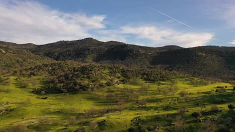 Lateral-flight-to-the-right-with-drone-over-pasture-of-holm-oaks-and-stands-with-yellow-flowers-and-in-the-background-mountains-full-of-trees,-blue-sky-with-some-clouds-and-evening-light-Avila-Spain