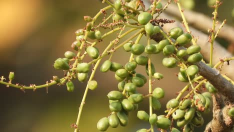 Beautiful-green-seeds-in-tree-