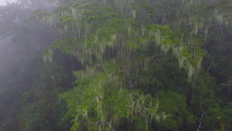Mysterious-Tropical-Tree-in-Amazon-Rainforest-Amongst-Dense-Fog