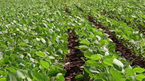 Viento-Balanceando-Suavemente-Plantas-De-Soja-En-Un-Campo-Agrícola,-Cámara-Lenta